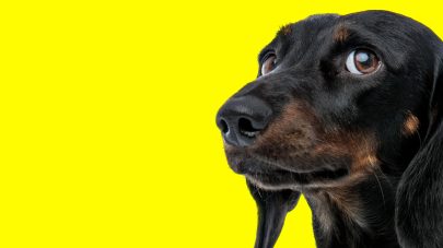 5 Nutrients To Support Your Anxious Dog