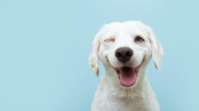 5 Nutrients for Eye Health in Dogs 