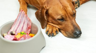 4 Nutrients For The Fussy Eating Dog