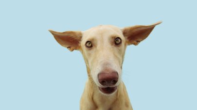 Using Nutrition to Support The Stressed Dog