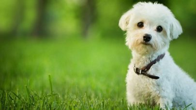 5 Tips to Support Your Seasonally Itchy Dog