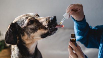 Do Herbs Have a Place in Canine Osteoarthritis? 
