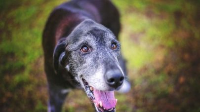 Supporting The Senior Dog’s Cognitive Function