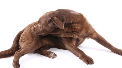 Does My Dog Have an Allergy or an Intolerance?