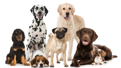 Does the Breed of My Dog Influence their Test Results?