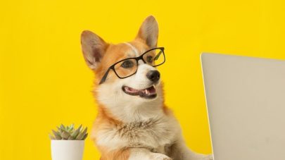 A Systems Approach to Digestive Health in Pets