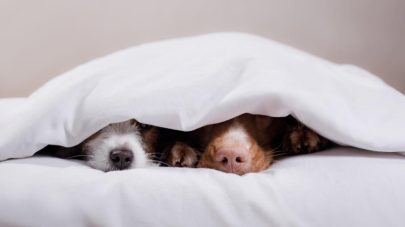 The Neuroscience of Pain In Pets