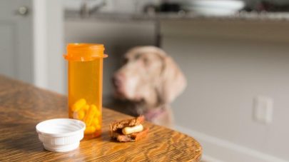 How Do Pain Medications Work In Pets?