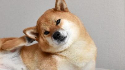 Help!  My Dog’s Ears Are Itchy!