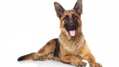 Could My Dog’s Coat Type Contribute to Skin Issues?