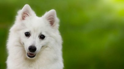 How To Support My Dog’s Liver Shunt