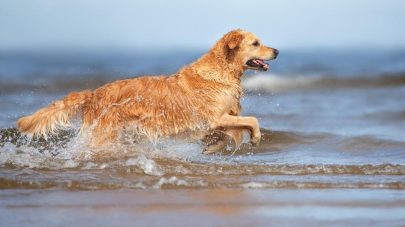 The Top Five Water Hazards For Dogs