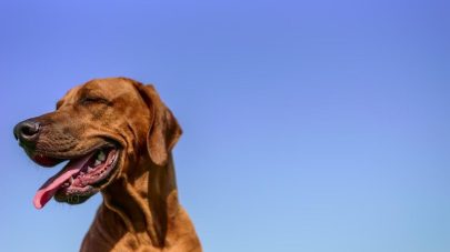 Nutrients for Skin Health in Dogs