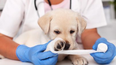 Supporting Wound Healing in Dogs