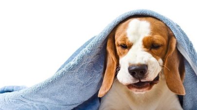 Natural Remedies For Kennel Cough in Dogs 
