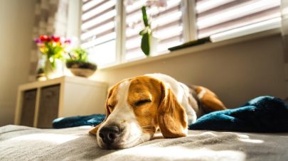 Keeping Dogs Safe in Summer