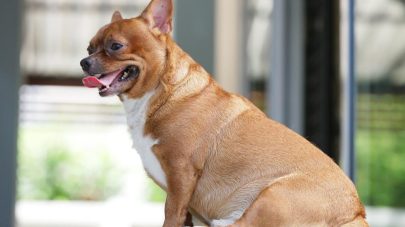 Why Is My Pet Gaining Weight?