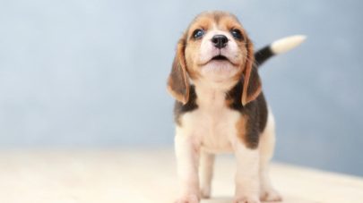 Why Do Puppies Bite?