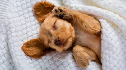 Why Sleep Is So Important For Puppies 