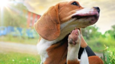 Things To Think About: Skin Health in Dogs 