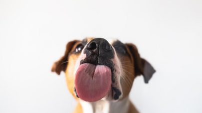 8 Reasons For Your Dog’s Licking Behaviour 