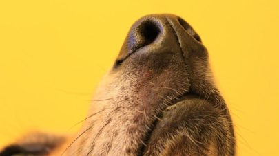 5 Brain Games for the Nosey Dog