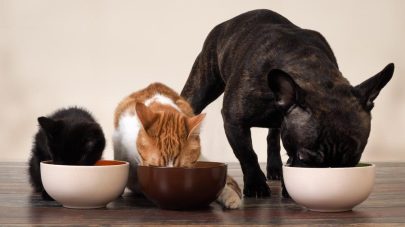 Support Your Pet’s Gut Health with the 4 R’s