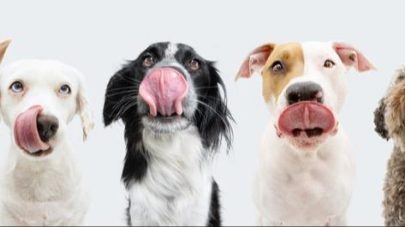 How Does The Gut Influence My Pet’s Immune Health 