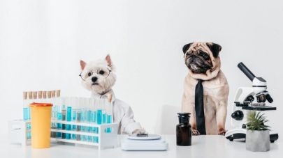How Does My Dog Manage Toxin Exposure? 