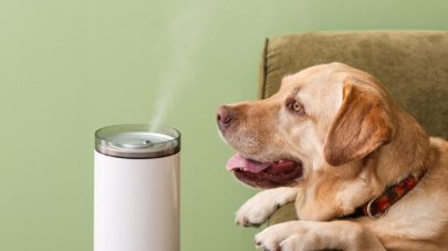 How Polluted Are Our Pets?