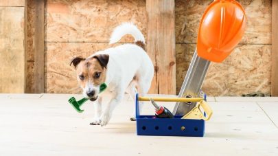 6 Things All Pet Owners Should Have In Their Cupboards