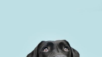 Does My Pet’s Skin Have Its Own HPA Axis?