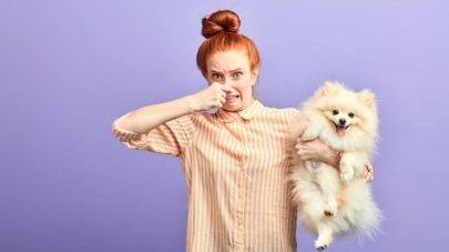 5 Easy Cleaning Solutions For Pet Owners