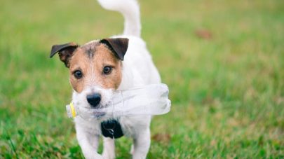 How To Choose Safe and Sustainable Pet Products