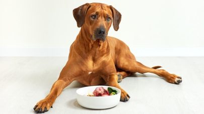 Fresh Food Additions For Your Dog 