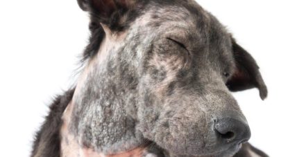 5 Reasons for Alopecia in Pets