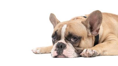 What are Canine Mast Cell Tumours?