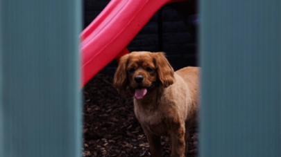 Why Does My Dog Urinate So Much?