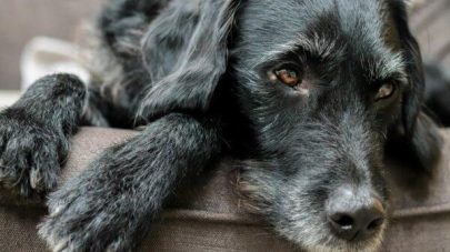 The Ultimate Guide to Knuckling in Dogs