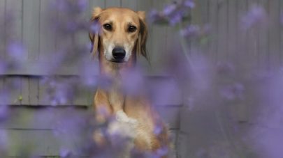 The Importance of Iodine for Dogs