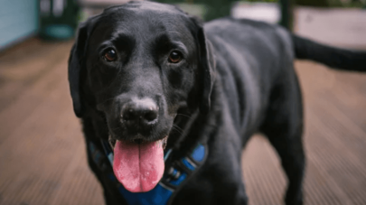 Guide to Laryngeal Paralysis