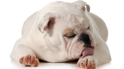 The Connection Between Leaky Gut and Autoimmunity – Part 1