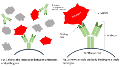The Connection Between Leaky Gut and Autoimmunity – Part 2