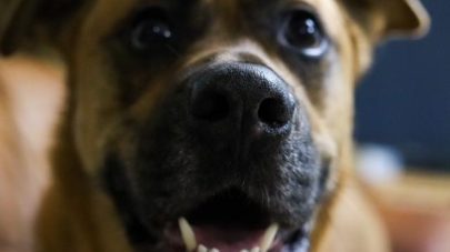 Top Tips for Keeping Your Dog’s Teeth Clean!