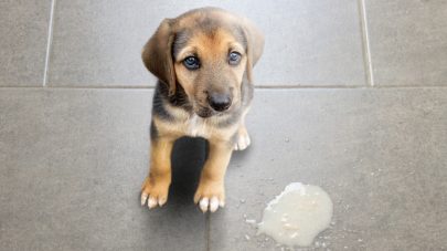 What to Feed a Dog When Regurgitating