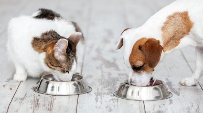 What Should I Feed My Cat or Dog?