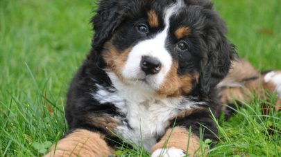 How to Help My Yeasty Dog