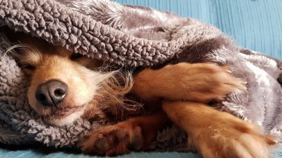 The Low Down on Hypoglycaemia in Pets