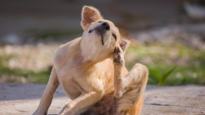 The Low Down on Furunculosis