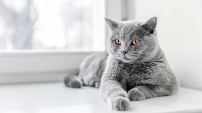 Do Indoor Cats Have Different Needs to Outdoor Cats?